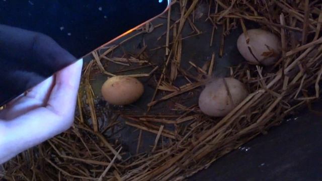 Часть1. Три курицы в один день вывели цыплят! Цыплята с весны до осени! Смотреть всем! смотреть онлайн