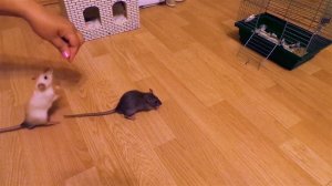 Дрессировка наших крысят./Training our rat pups.