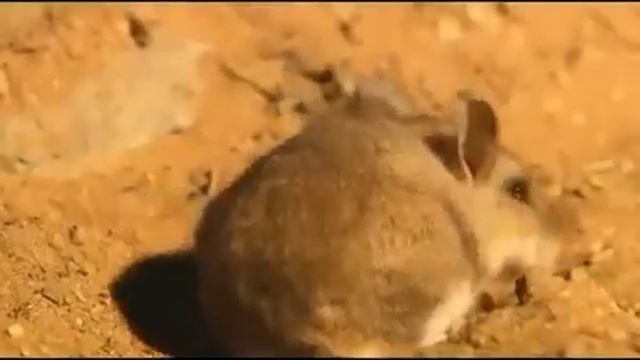 ядовитый паук тарантул смотреть онлайн