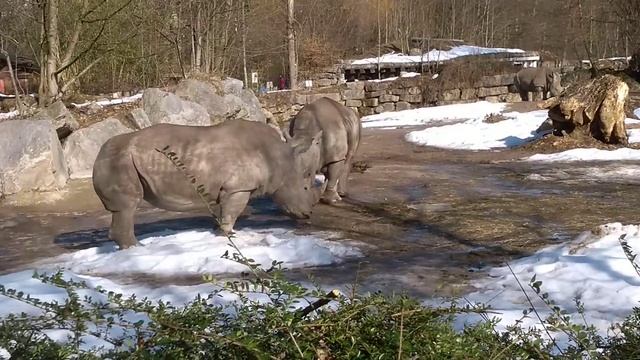 Zoo Salzburg Hellbrunn"! смотреть онлайн