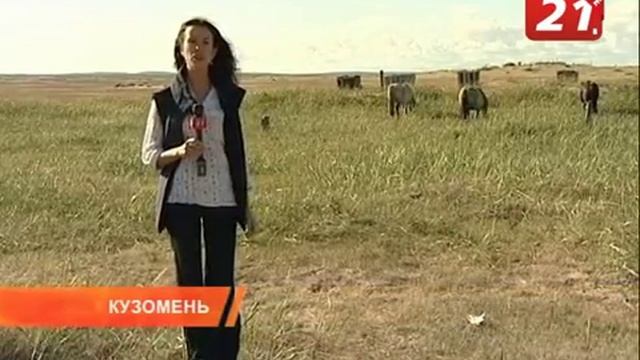 Тарпаны.flv смотреть онлайн