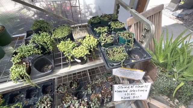 Let’s go PLANT Shopping! Boulevard Flower Gardens Houseplant Tour and Haul смотреть онлайн