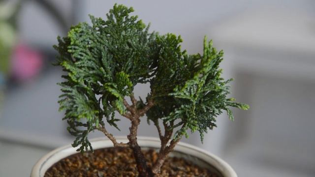 Что такое Misho в бонсай и когда дерево превращается в БОНСАЙ? СОВЕТЫ НАЧИНАЮЩЕМУ БОНСАИСТУ