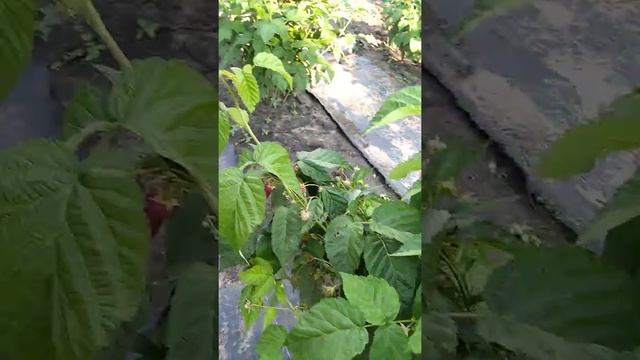 Малина Самородок. Ремонтантный сорт. смотреть онлайн