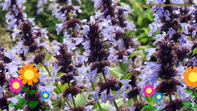 Котовник маньчжурский Манчи Блю. Краткий обзор, описание nepeta manchuriensis Manchu Blue смотреть онлайн