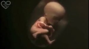 Как малыш живет в животике 9 месяцев