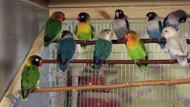 Неразлучники, амадины, кореллы. Пополнение хозяйства смотреть онлайн
