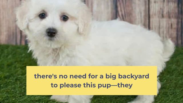 Maltipoo Pros And Cons | Should You REALLY Get A Maltipoo? смотреть онлайн