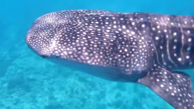 Whale shark at Maamigili, Maldives смотреть онлайн