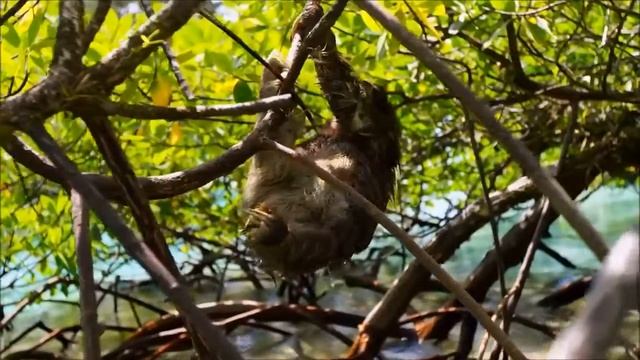 Ленивец плывет и это красиво смотреть онлайн