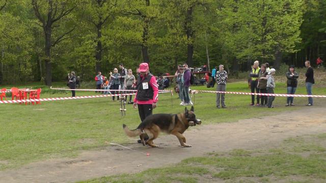 Чемпионат Москвы 2014 г. по ОКД и ЗКС. смотреть онлайн