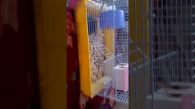 Рассказываем о клетке Белки смотреть онлайн
