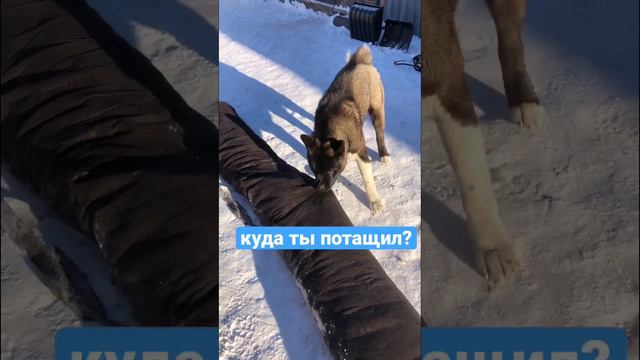 Кайзер опять ворует) американская акита щенок приколы с животными 🐺❄️🐽 смотреть онлайн