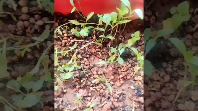 ghar par ugaye hara dhaniya #haradhania#gamla смотреть онлайн