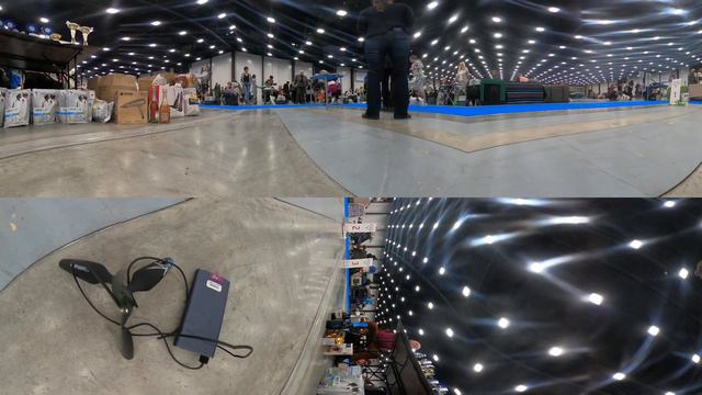 XVI Национальная монопородная выставка папийонов и фаленов CaCib 14 12 2019 часть 16 смотреть онлайн