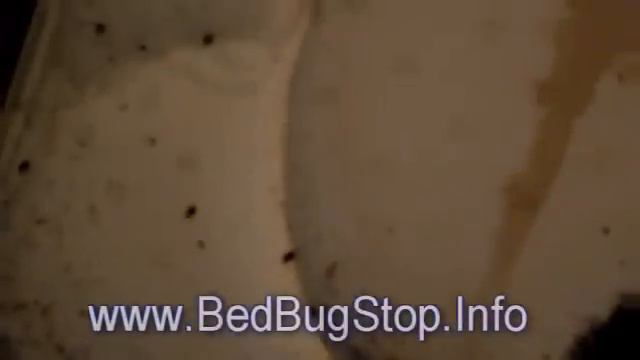 Bed Bug King NYC - Shocking & Disgusting! смотреть онлайн