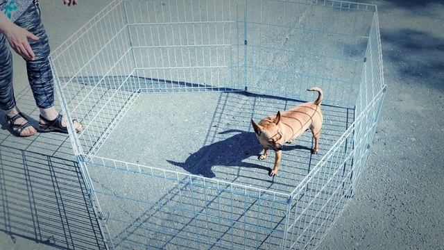 Вольер для маленькой собачки.Зоотовары. Зоотовары от Лены гарантия лучшей цены. смотреть онлайн