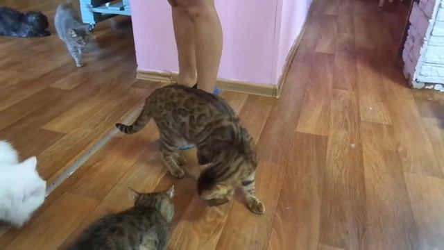 Котокафе "КОТейня" Дзержинск/ кастинг прошел. смотреть онлайн