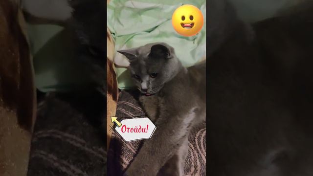 Показывает язык 🐱 смотреть онлайн