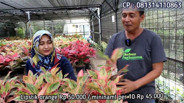 WAKTUNYA UNTUK BELI AGLONEMA YANG BANYAK, HARGA MURAH KUALITAS OKE, BELI BANYAK MAKIN MURAH part 1 смотреть онлайн