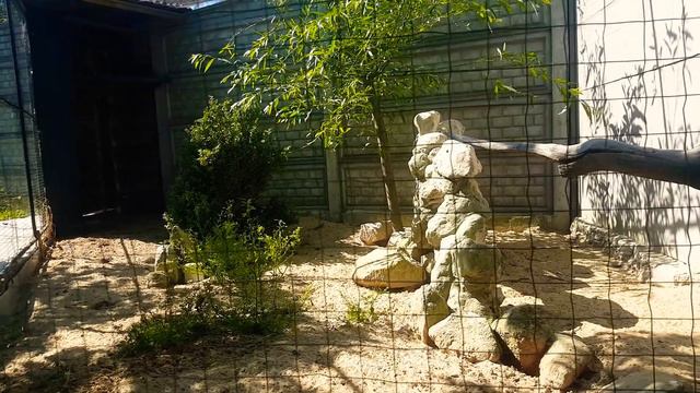 Вольер открытого типа смотреть онлайн