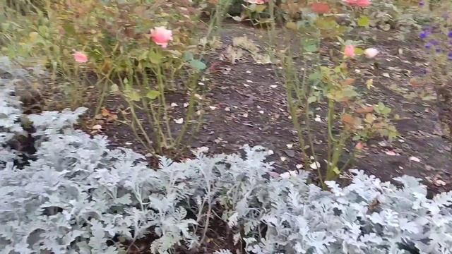 Мудрее... | Ноябрь, 2021г. | Одесса #Видео_письмо #стихи смотреть онлайн