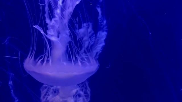 Evangelio del día de Hoy Domingo 9 de Octubre 2022 | CENACULO | Biblia CEE | Lc 17, 11-19 | смотреть онлайн