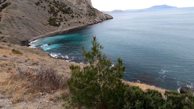 Неужели в Крыму всё так плохо? Рассказываем и показываем правду о проблеме крымских сосен. смотреть онлайн