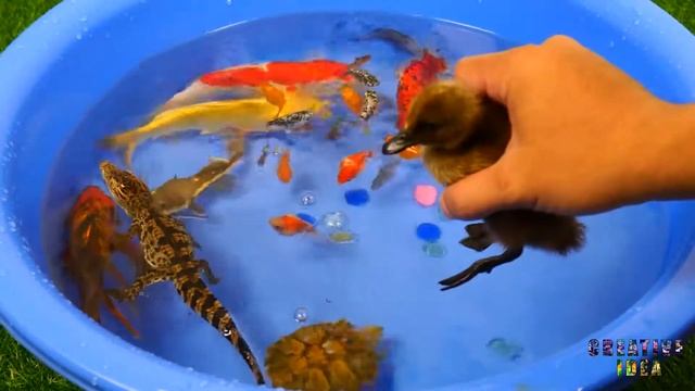 Tiger Fish Ping Pong Crocodile Tattoo Fish Pleco Alligator Carp Koi Duck Goldfish Turtle Betta Fish смотреть онлайн
