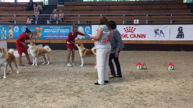 CACIB 02.09.2017 | MALE | AKITA INU DOG SHOW BELARUS MINSK | АКИТА ИНУ ВЫСТАВКА СОБАК БЕЛАРУСЬ МИНС смотреть онлайн