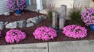 Supertunia Vista Bubblegum