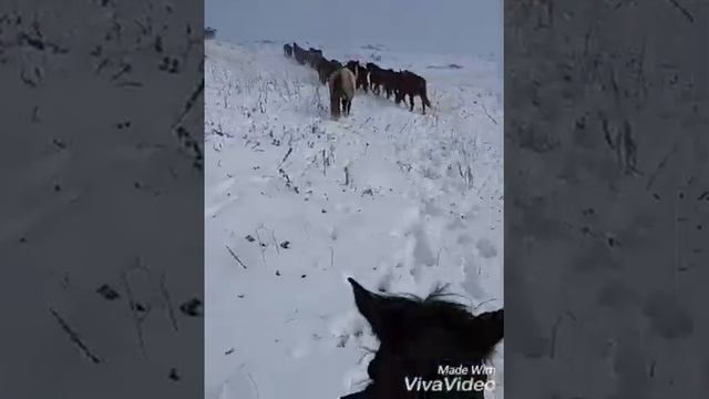 ВКО Катон-карагай с.л Кок-терек жайлау смотреть онлайн