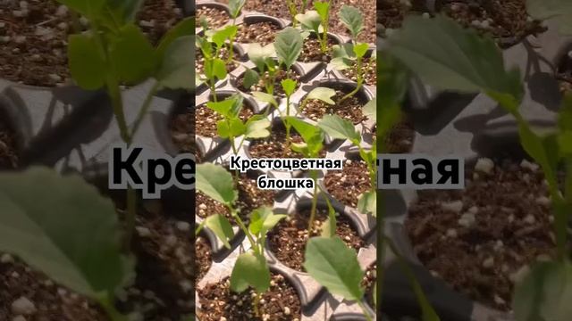 Крестоцветная блошка: методы борьбы☝️#сад #дача #огород #вредителирастений смотреть онлайн