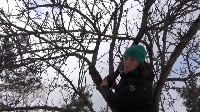 Весенняя обрезка сада. Обрезка старого плодового сада весной. смотреть онлайн
