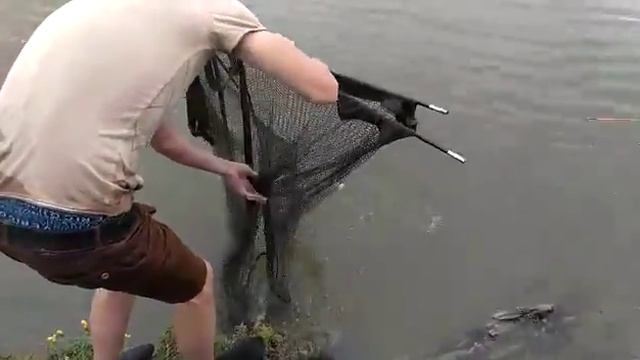 Суджанский район. Село Гоголевка.белый Амур 18.140 смотреть онлайн