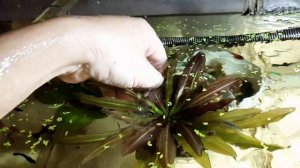 Эхинодорусы через пол года. Рассадка Эхинодоруса Розе