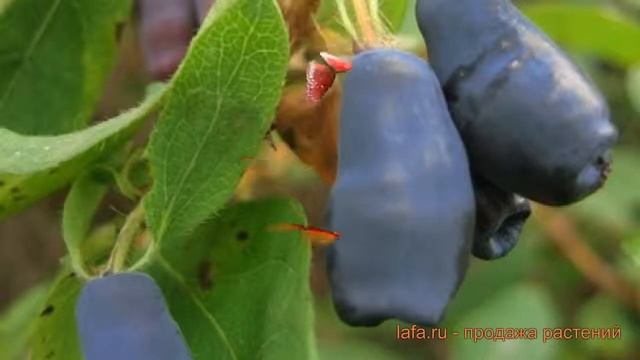 Стройка Стиля