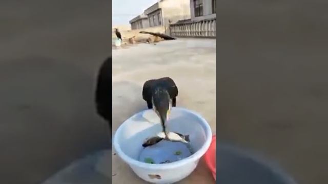 Баклан съедает рыбу на1,2! смотреть онлайн