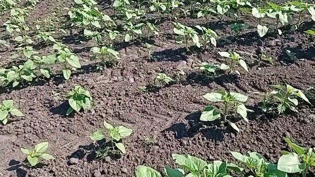 поздний посев подсолнуха смотреть онлайн
