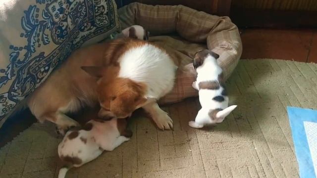 Взрослый Корги и щенки Джек Рассел Терьера