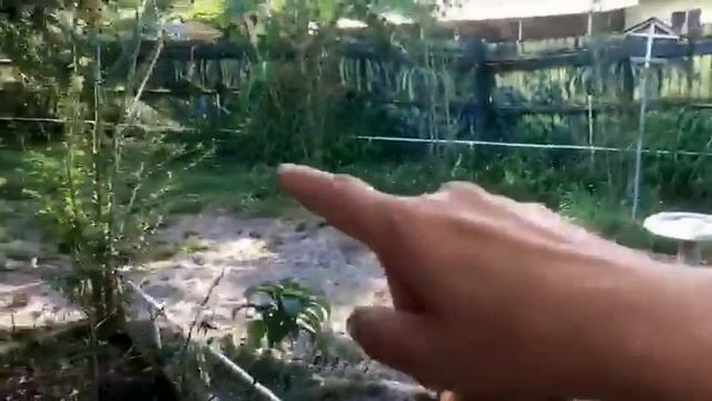 ? США МАНГО в МОЕМ САДУ ? ЖИЗНЬ В РАЮ ДЕНЬ С ЛЮБИМЫМ FloridaYalta 22.05.2017