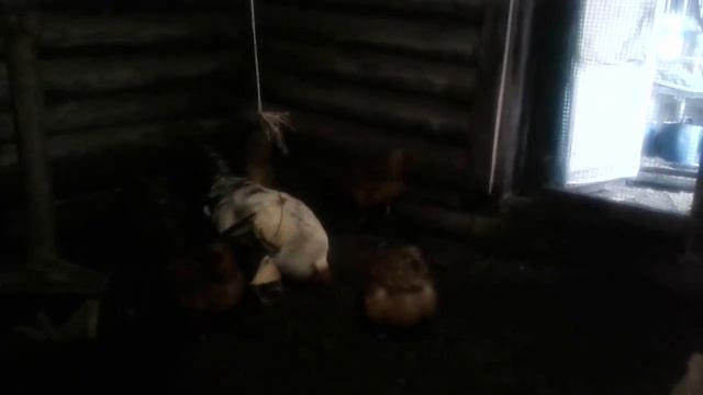 Самый породистый петух смотреть онлайн
