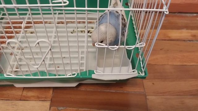 как держат папугаев смотреть онлайн