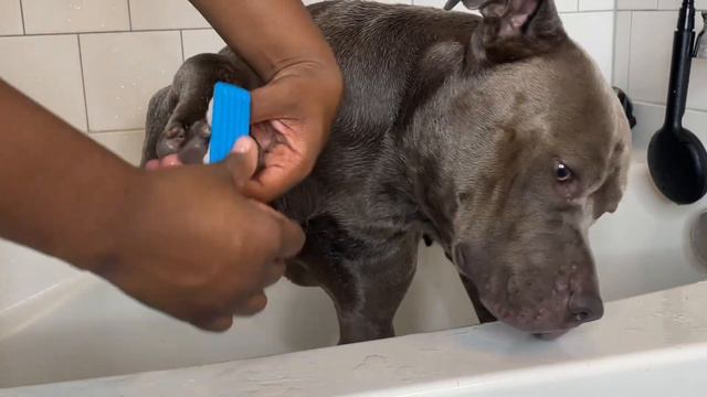 RELAXING & SATISFYING DOG BATH TIME ROUTINE | CUTE PIT BULL BATH смотреть онлайн