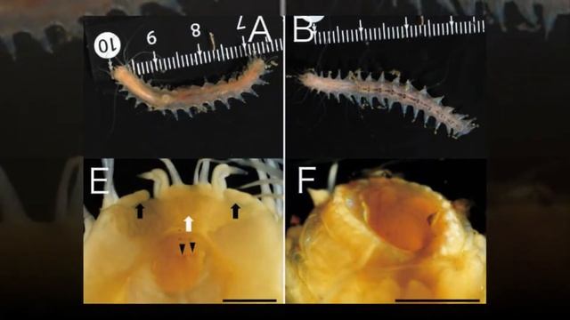 КАКОЕ ЖИВОТНОЕ В ОКЕАНЕ САМОЕ ГРОМКОЕ смотреть онлайн