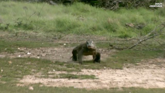 Komodo Dragons: the Deadliest Lizards in the World смотреть онлайн