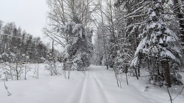 Заснеженный лес. ч.7. Январь 2024 смотреть онлайн