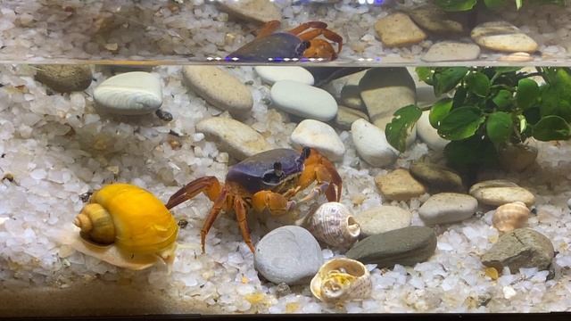 Жизнь нашего радужного краба и аквариумных рыбок. смотреть онлайн