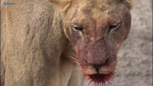 Львы Поедают Живьем антилопу, Львиный Прайд на Охоте