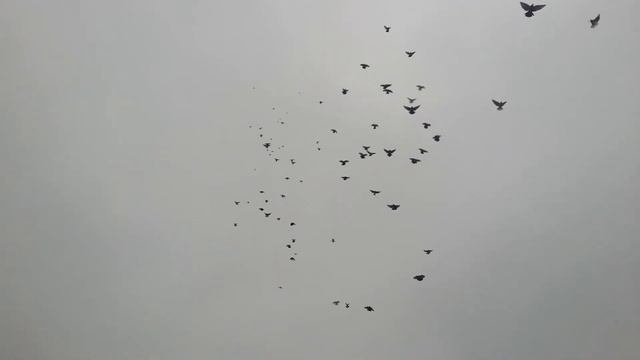 Николаевские голуби г. Донецк 01.12.2018 смотреть онлайн